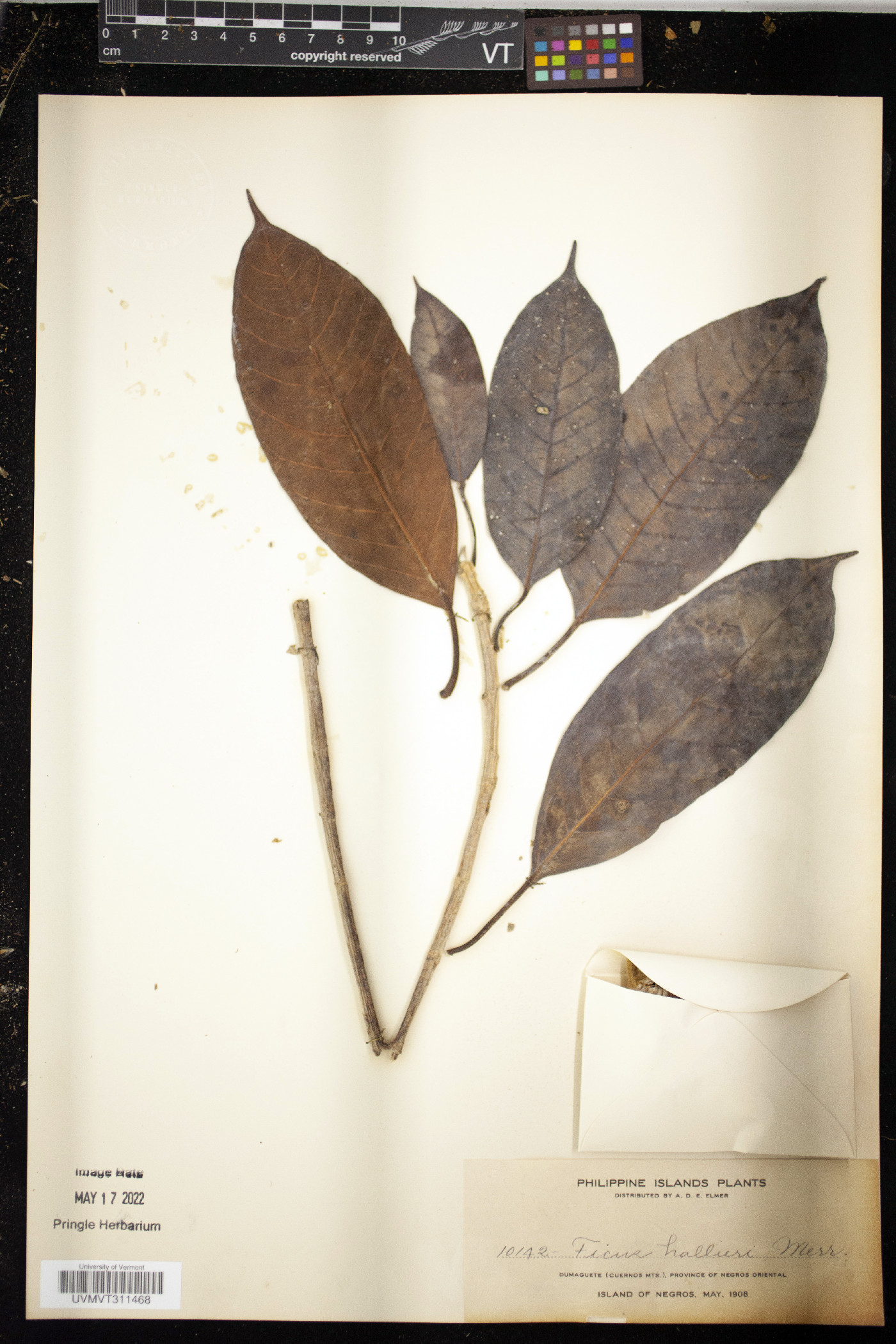Ficus chrysolepis subsp. chrysolepis image