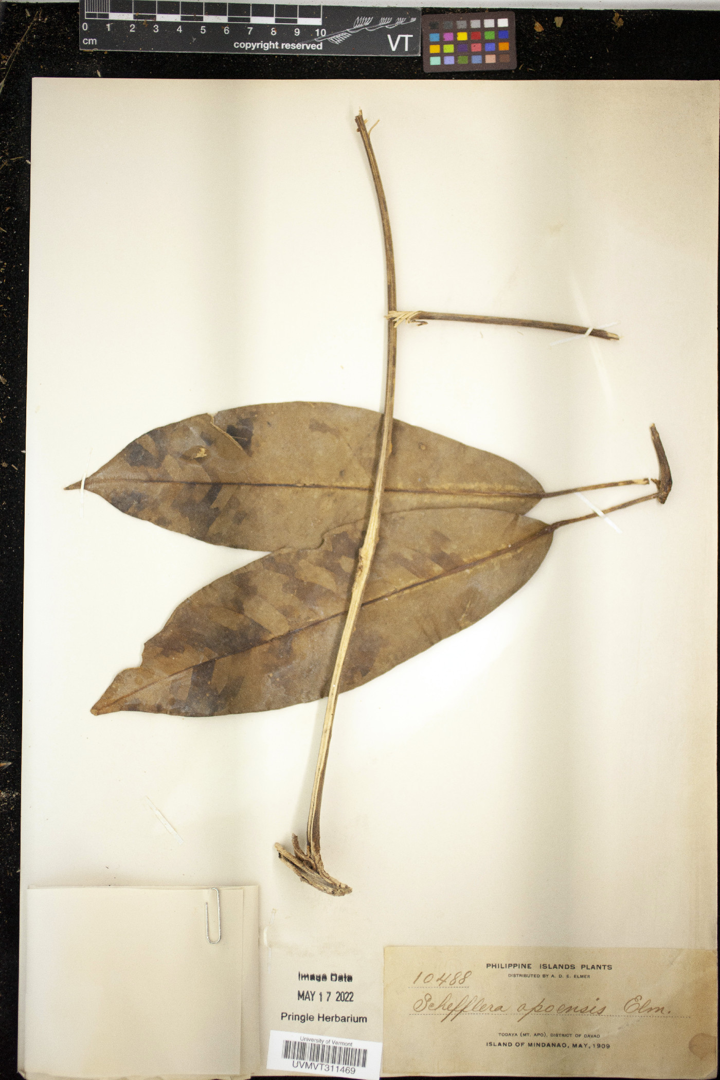 Schefflera ovoidea image
