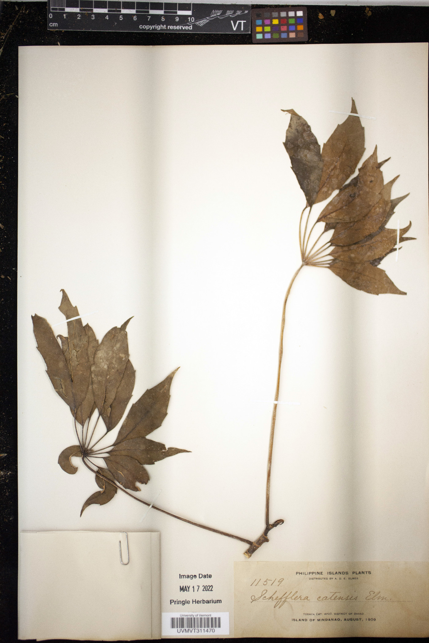 Schefflera catensis image