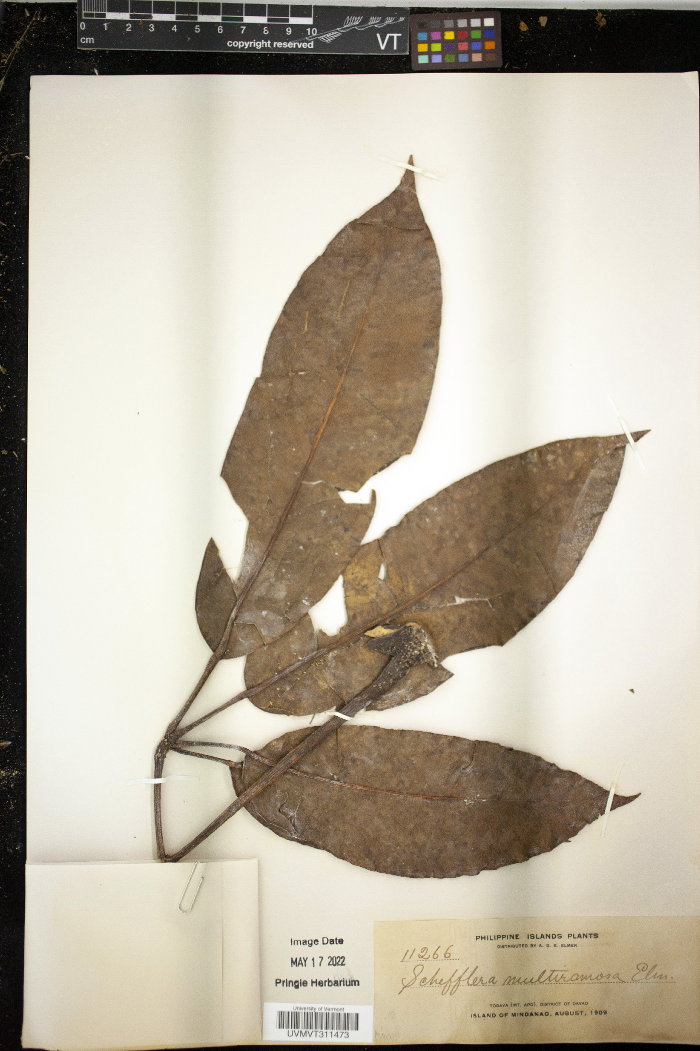 Schefflera multiramosa image