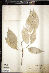 Media resource of Lithocarpus glutinosus