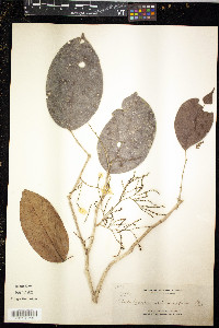 Media resource of Antidesma microcarpum