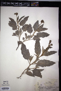 Heliotropium molle image