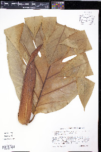 Artocarpus altilis image