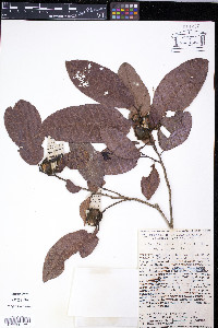 Brosimum lactescens image