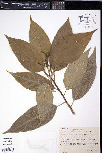 Media resource of Dorstenia convexa