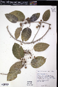 Ficus citrifolia image