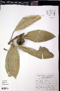 Ficus insipida image