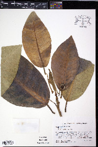 Ficus insipida image