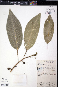 Ficus insipida image