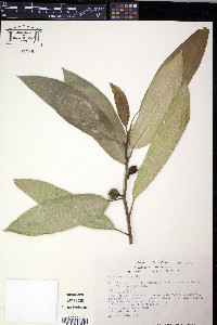 Ficus mexicana image