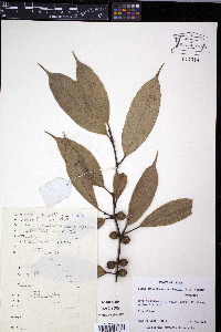 Ficus sarmentosa image