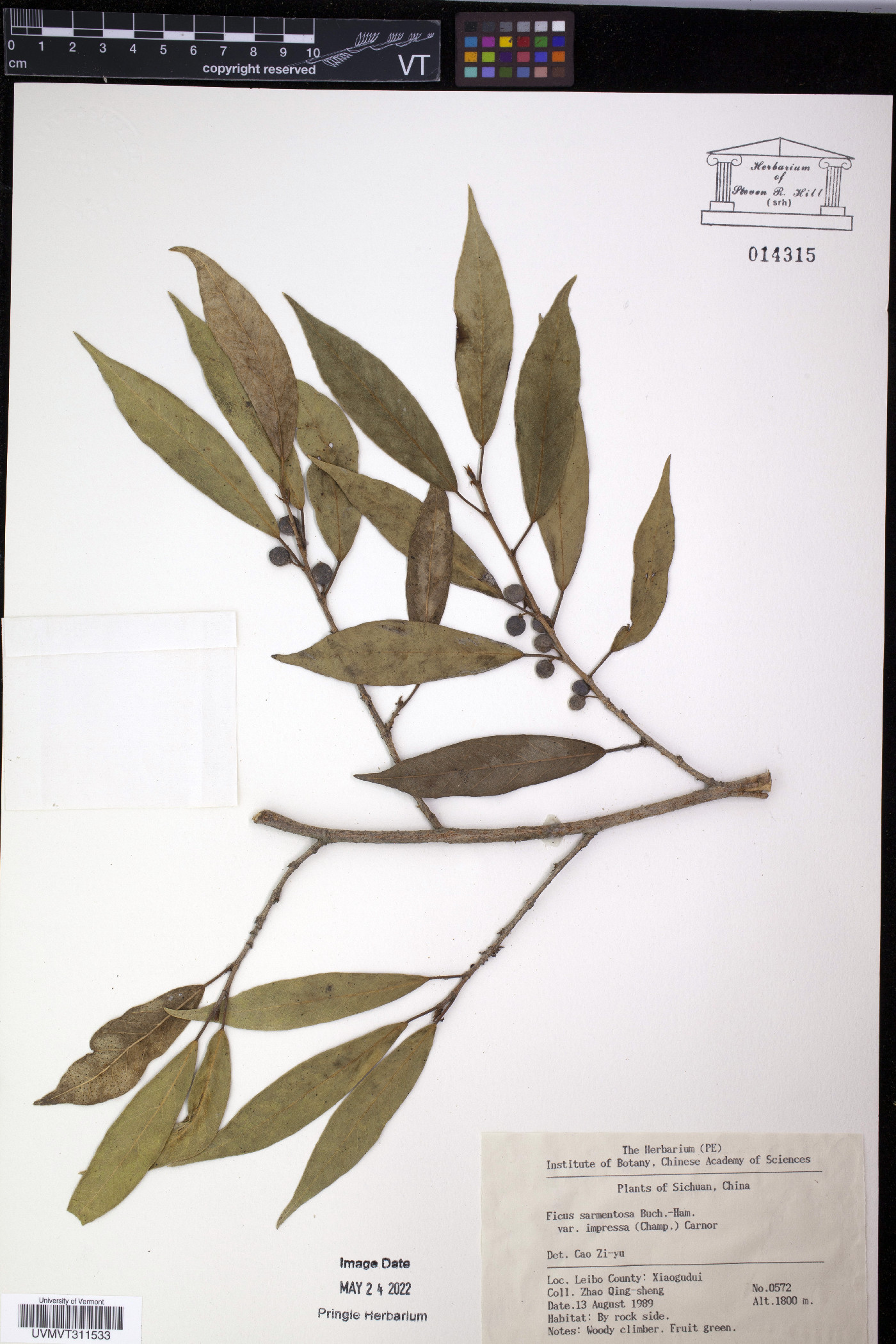 Ficus sarmentosa image