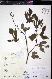 Morus australis image