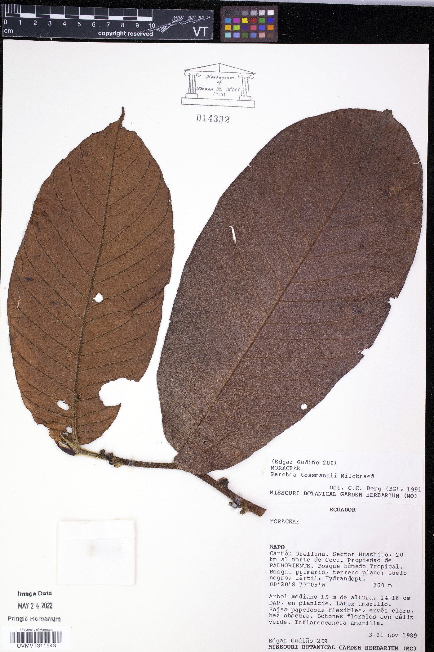 Perebea tessmannii image
