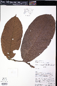 Perebea tessmannii image