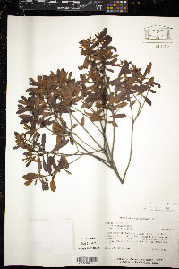 Morella cerifera image