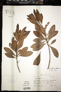 Morella inodora image