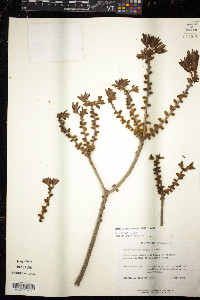 Morella caroliniensis image