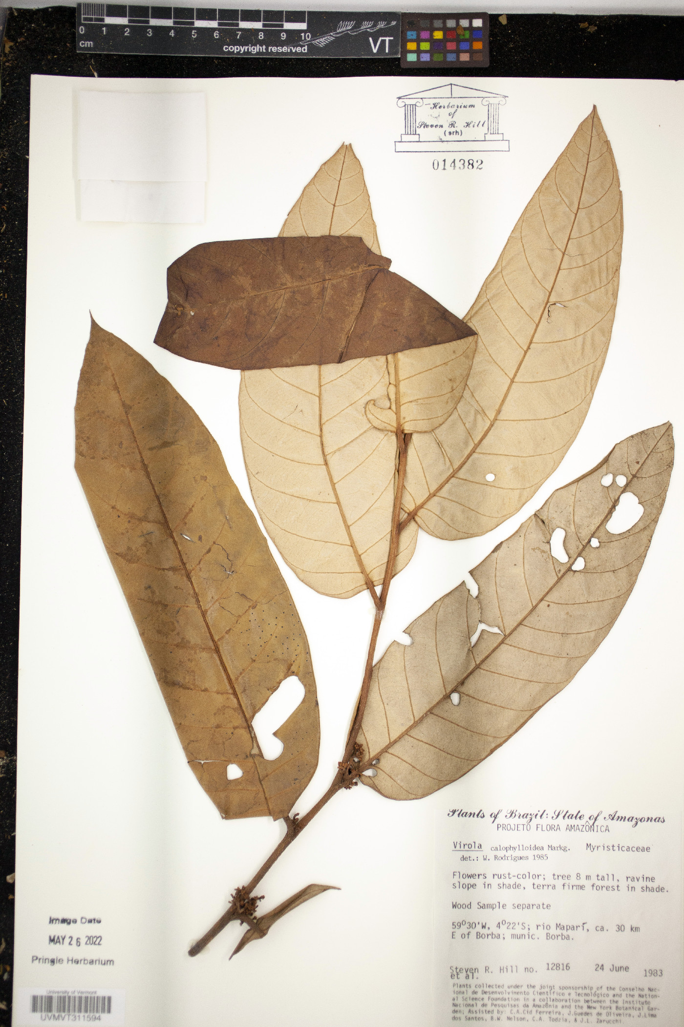 Virola calophylloidea image