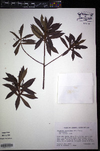 Cybianthus parasiticus image
