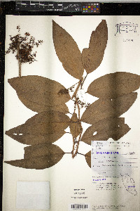 Maesa ramentacea image