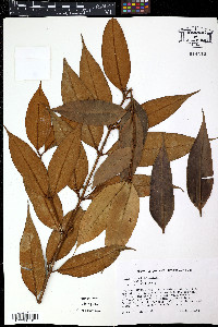 Blepharocalyx salicifolius image