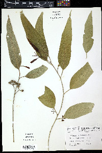 Eucalyptus maculata image