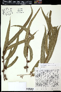 Eucalyptus obliqua image