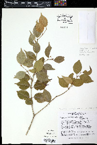Eucalyptus odontocarpa image