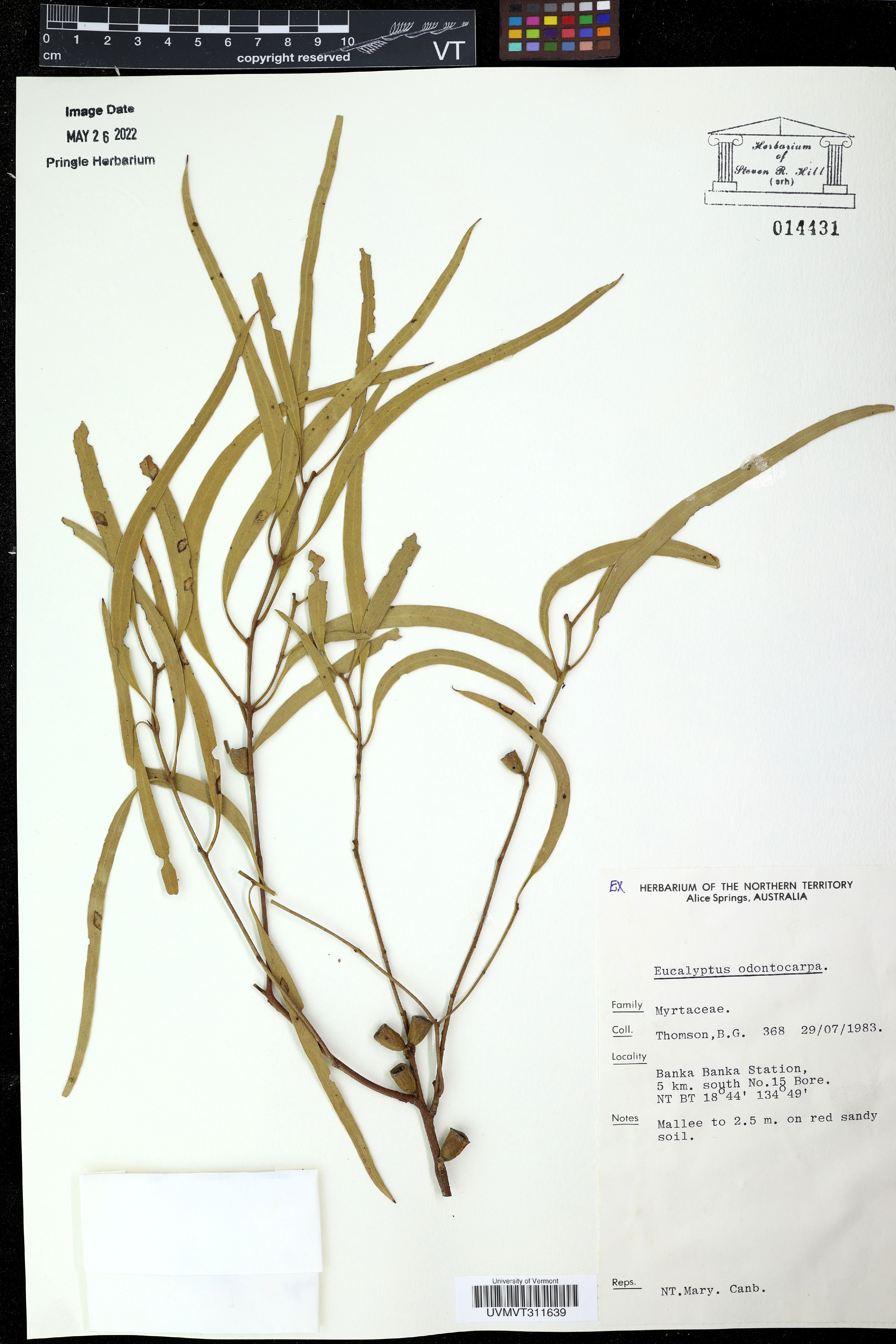 Eucalyptus rubida image