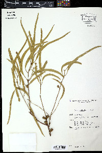 Eucalyptus rubida image