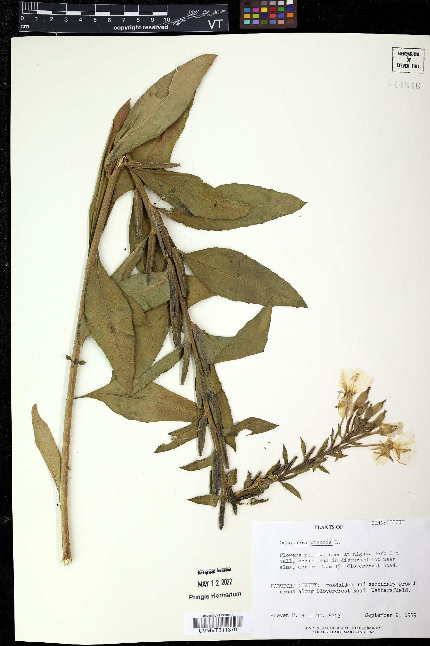 Eugenia uruguayensis image