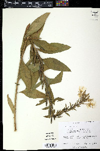 Eugenia uruguayensis image