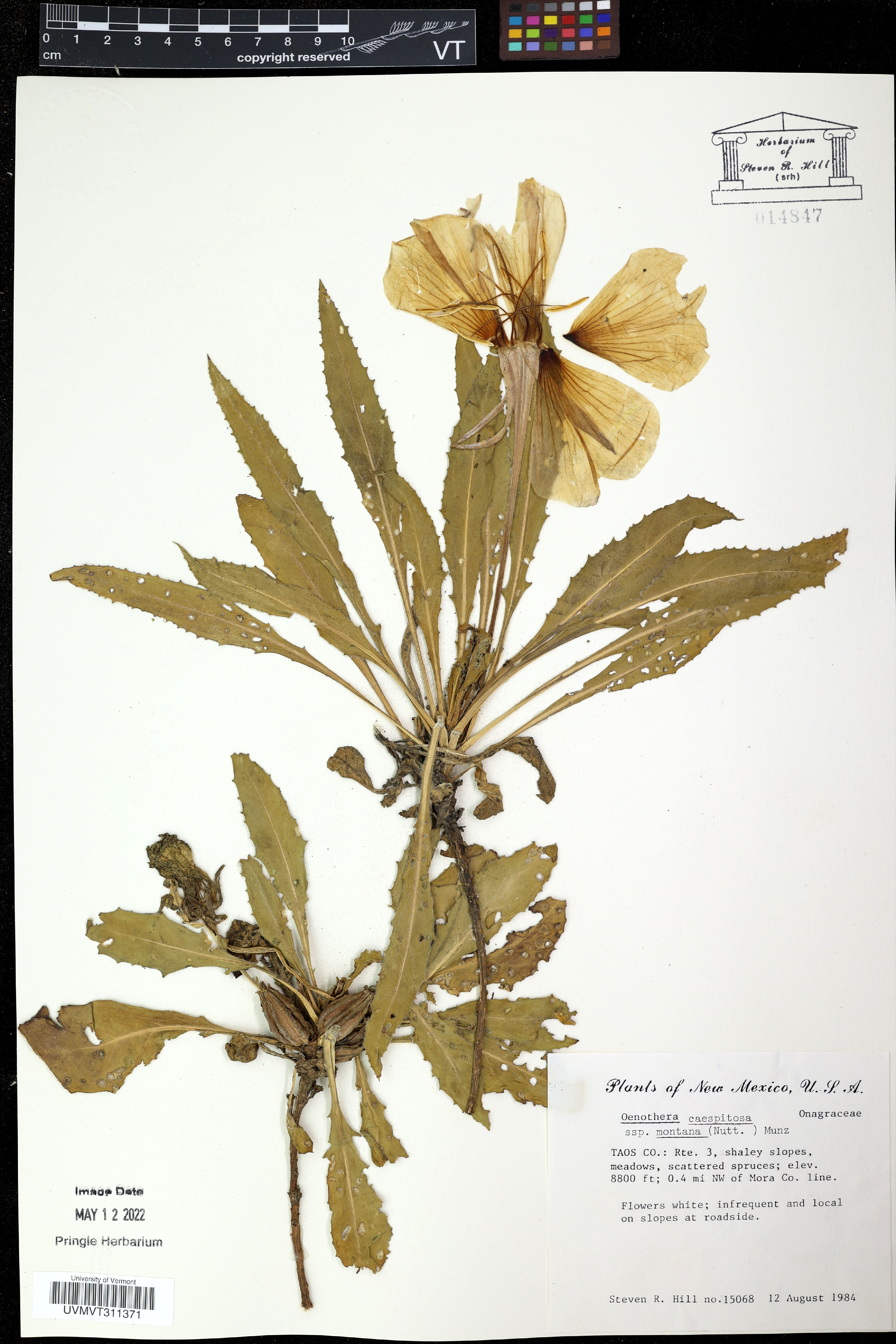 Eugenia costaricensis image