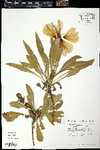 Eugenia costaricensis image