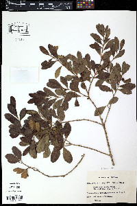 Eugenia catharinae image