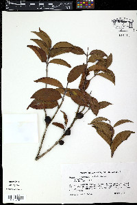 Eugenia choapamensis image