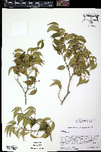 Eugenia confusa image