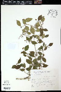 Eugenia foetida image