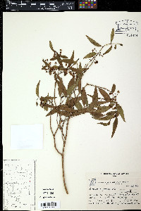 Eugenia lambertiana image