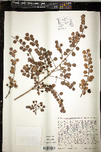 Lophomyrtus obcordata image