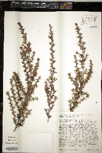 Leptospermum scoparium image