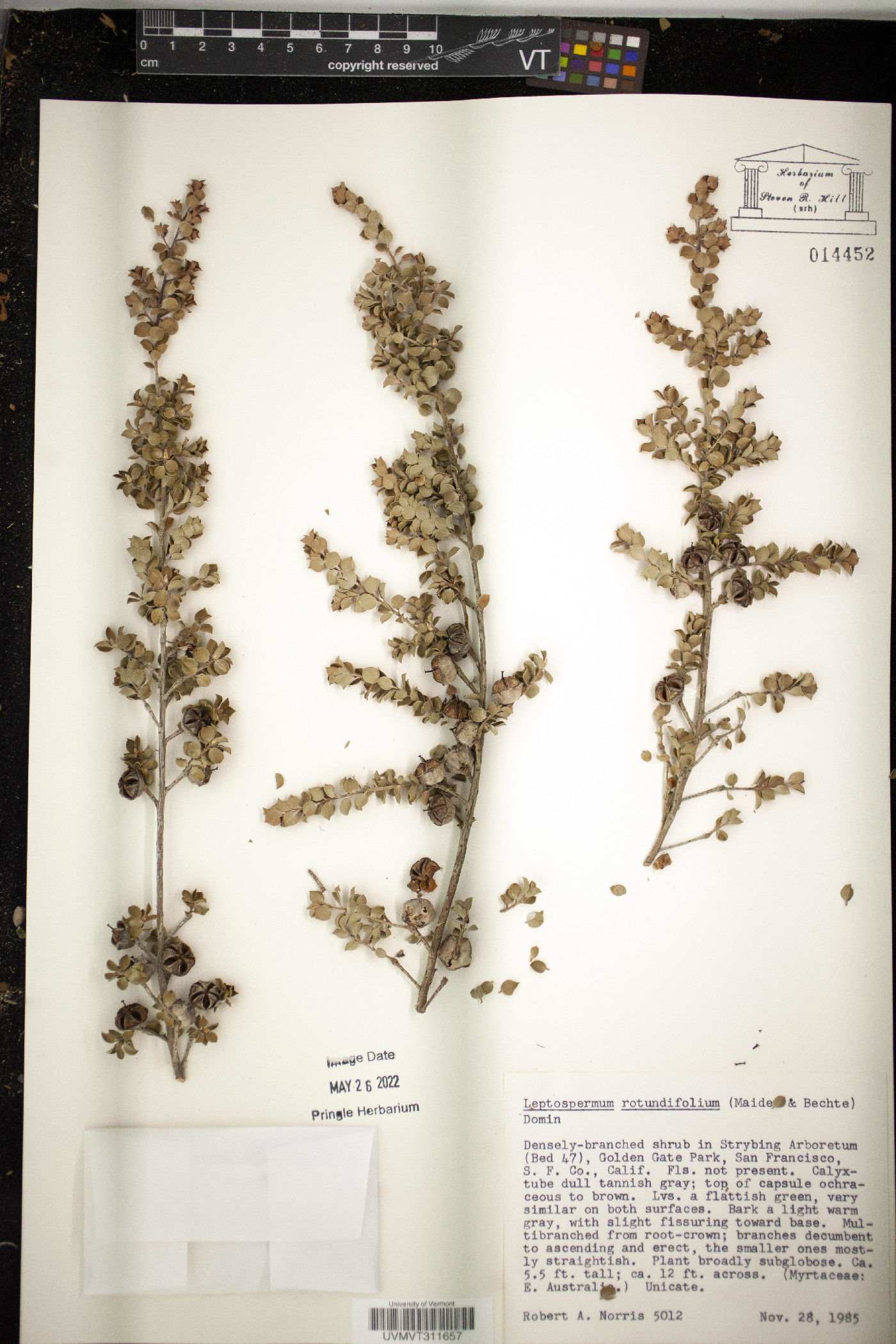 Leptospermum rotundifolium image