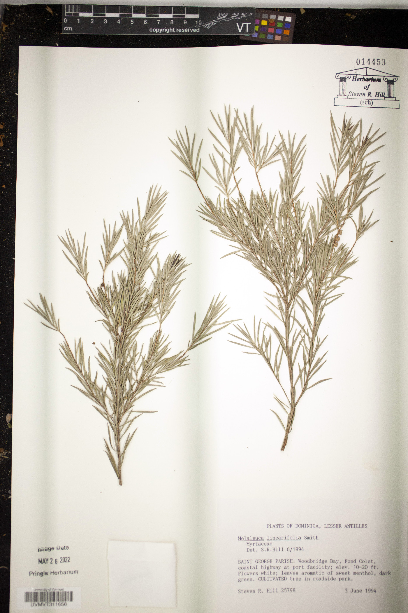 Callistemon linearifolius image