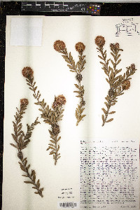Melaleuca nesophila image