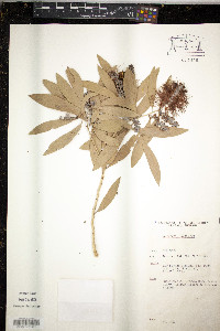 Melaleuca viridiflora image