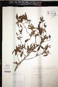 Psidium kennedyanum image