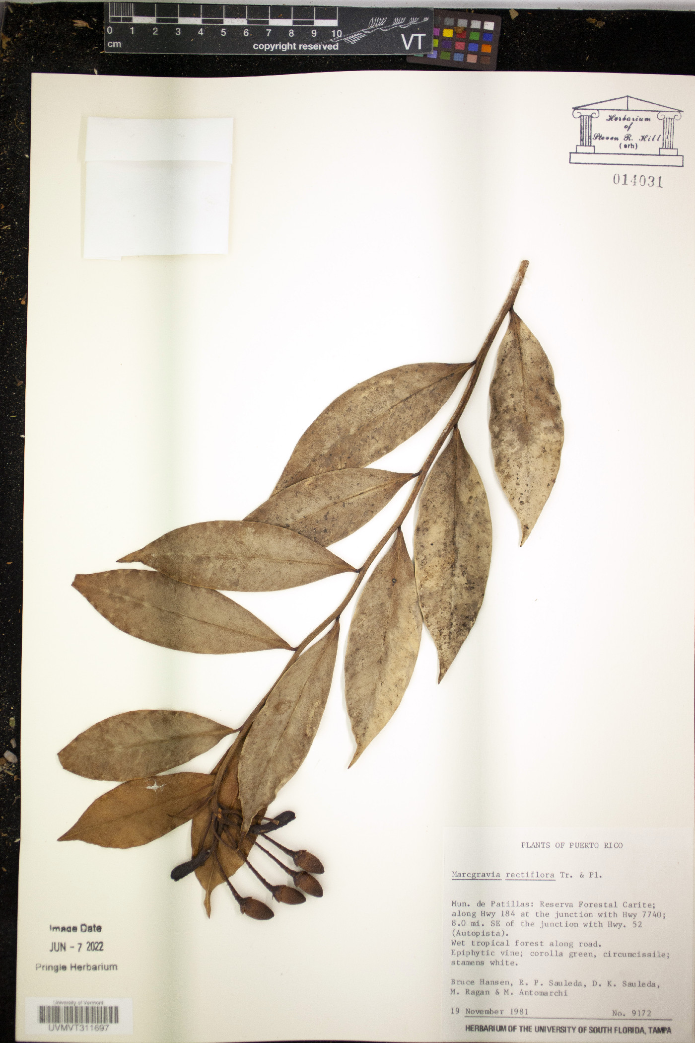 Marcgravia rectiflora image