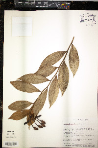 Marcgravia rectiflora image